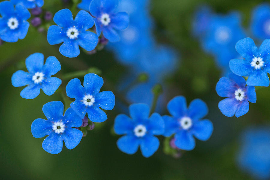Forget-Me-Not Photograph by Arlene Carmel