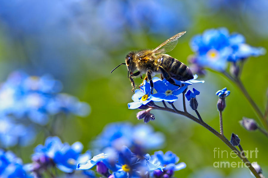 Forget Me Not Bee 2 Photograph by Sharon Talson