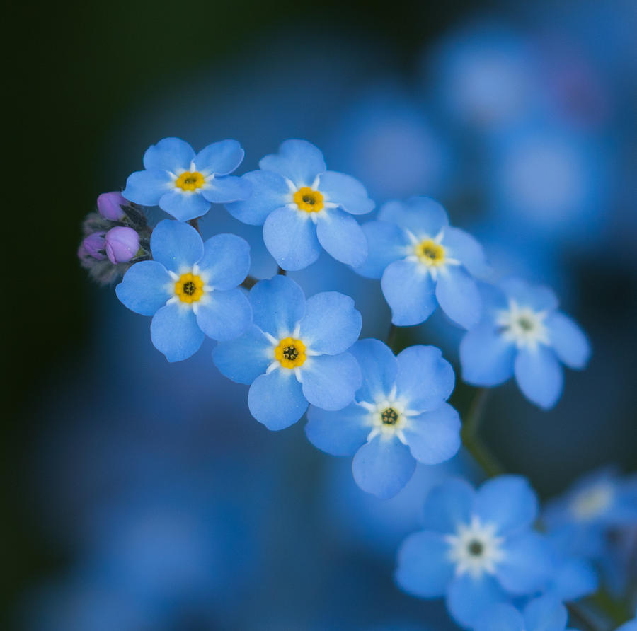 Forget Me Not Blues Photograph by Angie Vogel