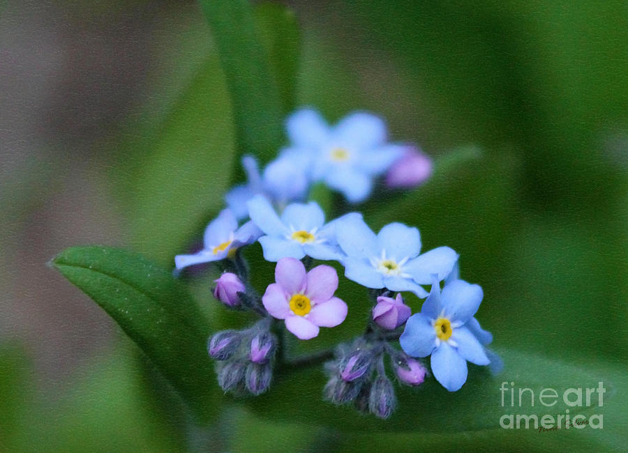 Nature Photograph - Forget Me Not Book Cover by Nina Silver