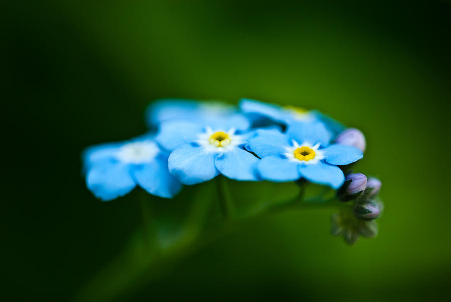Forget-Me-Not Cluster Photograph by Onyonet Photo studios