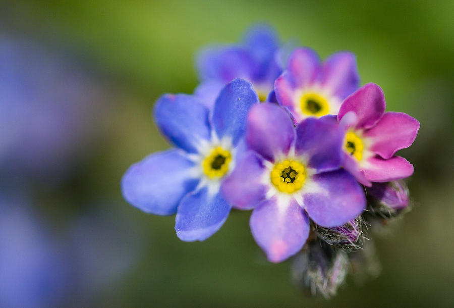 Forget Me Not Colours Photograph By Mo Barton