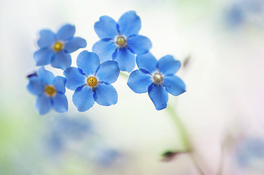 Forget-Me-Not Flowers Photograph by Jenny Rainbow