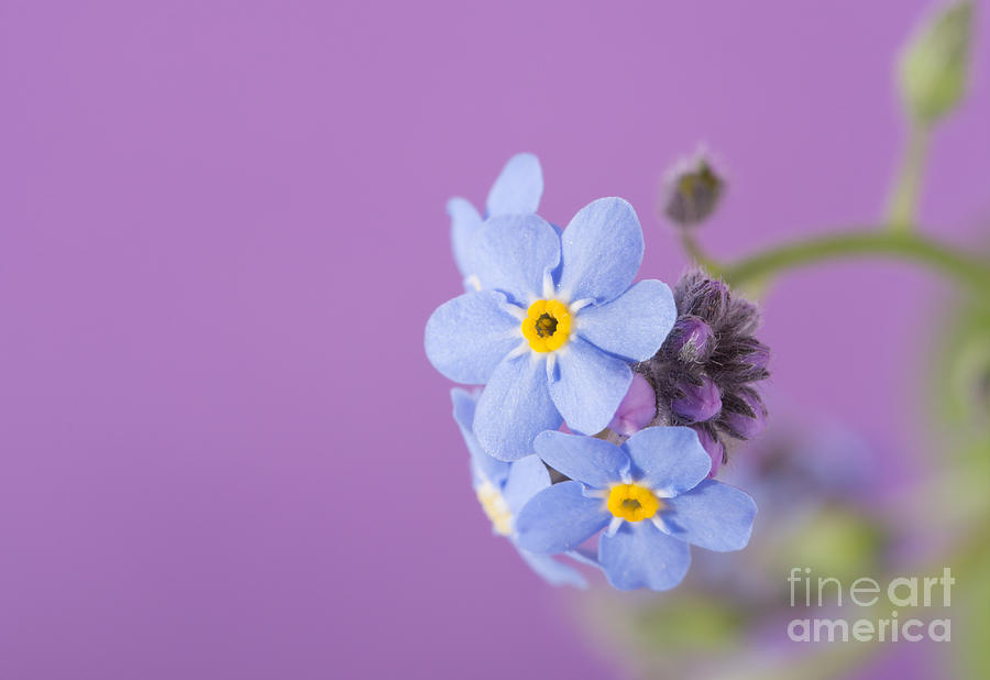 Forget-me-not flowers on purple Photograph by Sari ONeal - Pixels