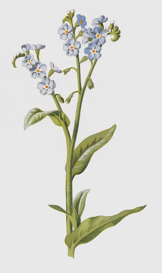 Forget-Me-Not print by Frederick Edward Hulme