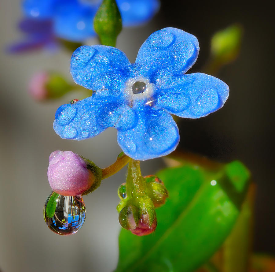 Forget-me-not in drops of rain Photograph by Yuri Hope - Fine Art America