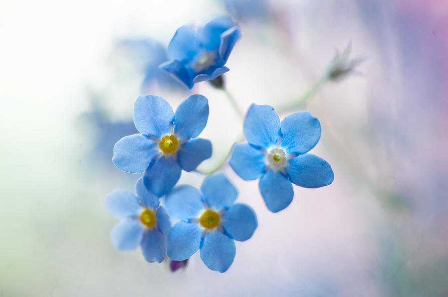 Forget-Me-Not Photograph by Jenny Rainbow