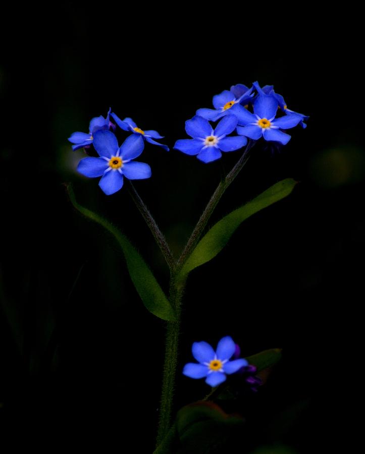 Forget Me Not Photograph by Joan Han