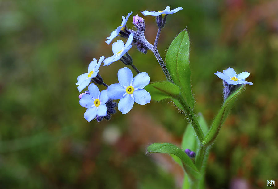 Forget Me Not Photograph by John Meader
