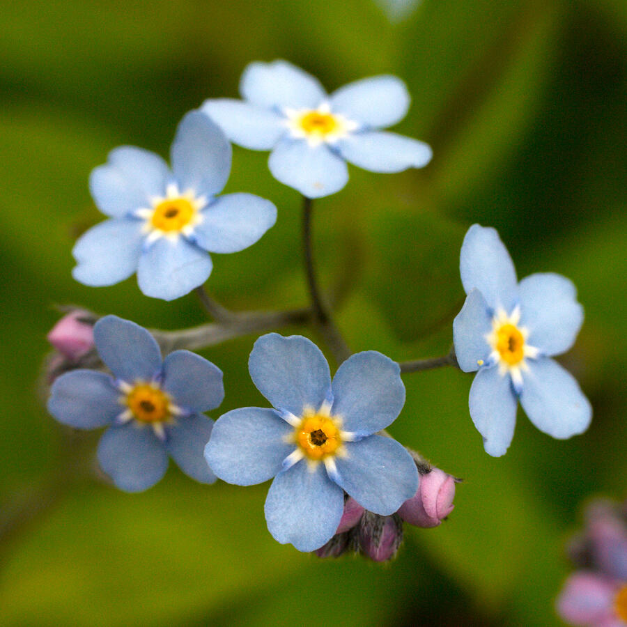 Spring Photograph - Forget-me-not by Jouko Lehto