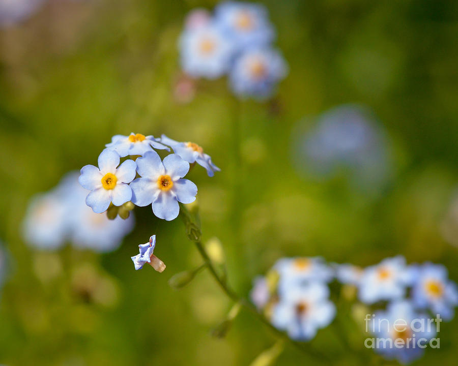Forget Me Not Photograph by Kerri Farley