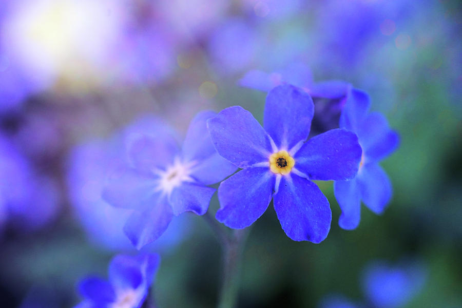 Forget-me-not Photograph by Lilia S
