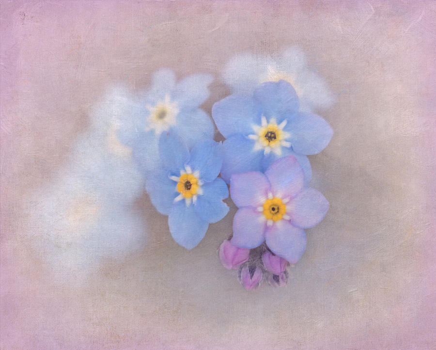 Forget Me Not Magic Photograph by Angie Vogel