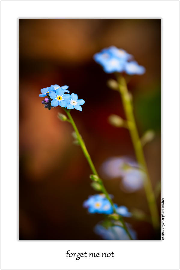 Forget Me Not Photograph by Onyonet Photo studios
