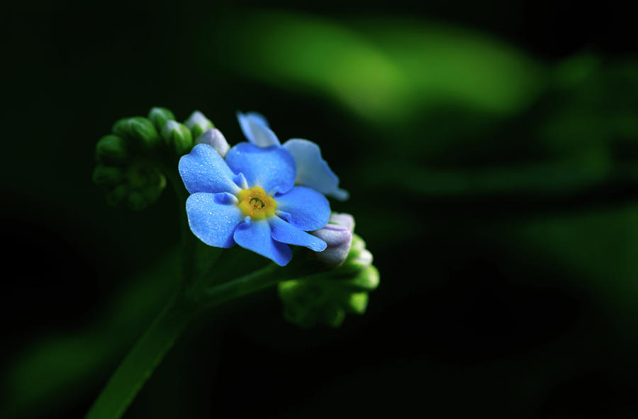 Forget-me-not Photograph by Rob Davies