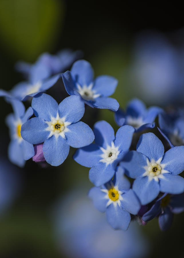 Forget-me-not Photograph by Robert Potts