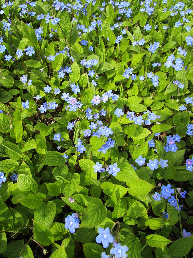 Forget-me-not Photograph by Rosita Larsson