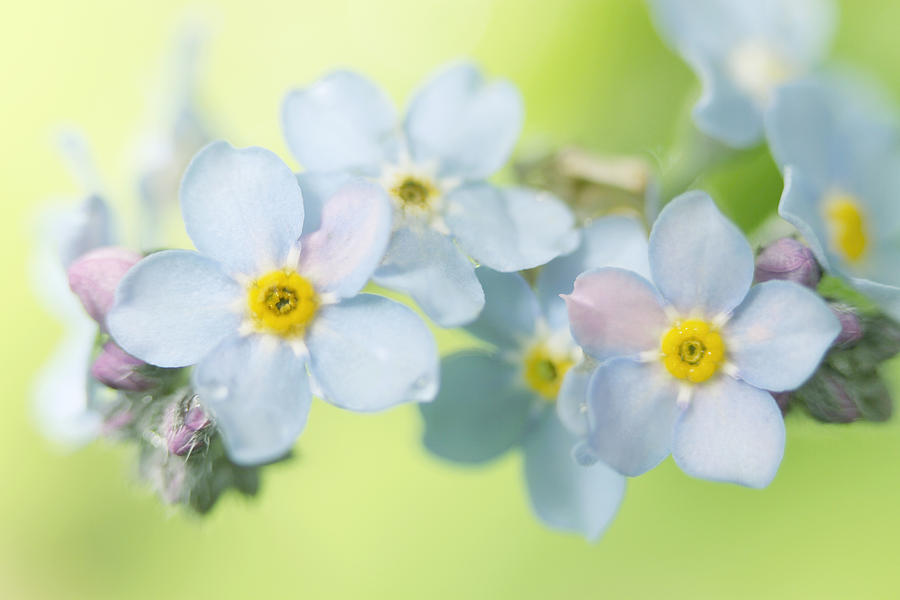 Forget-Me-Not Photograph by Sharon Johnstone