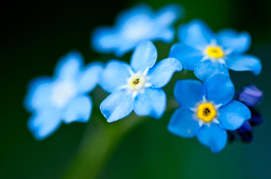 Forget Me Not  Photograph by Venura Herath