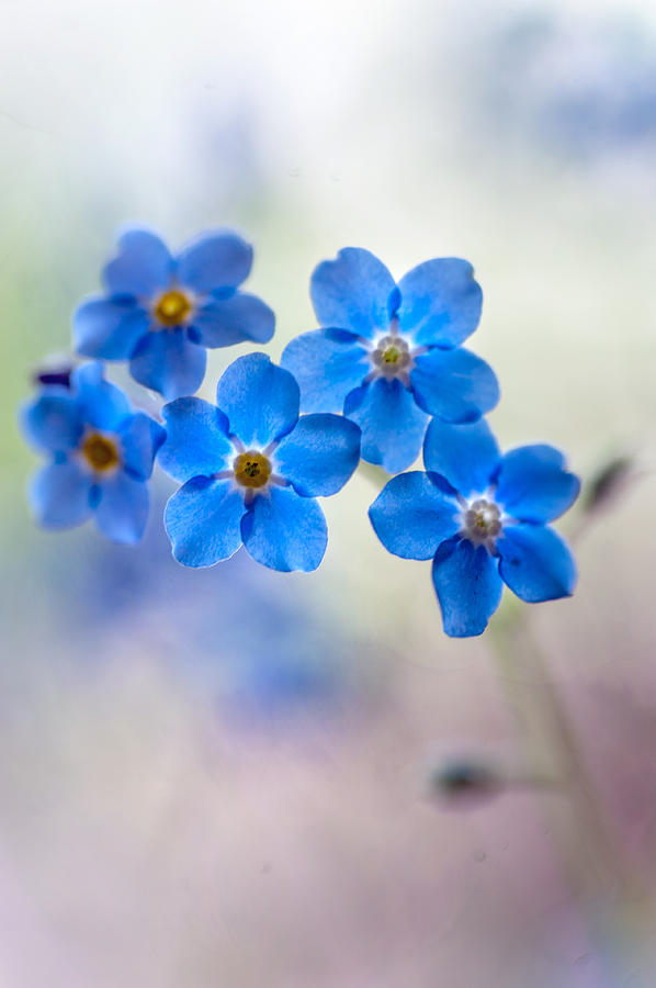 Forget-Me-Not. Vertical Photograph by Jenny Rainbow