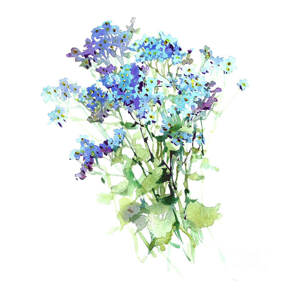 Forget-me-not watercolor flowers art hand draw Painting by Mary