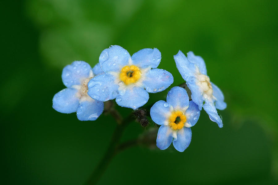 Forget-Me-Not Photograph by Yuri Peress