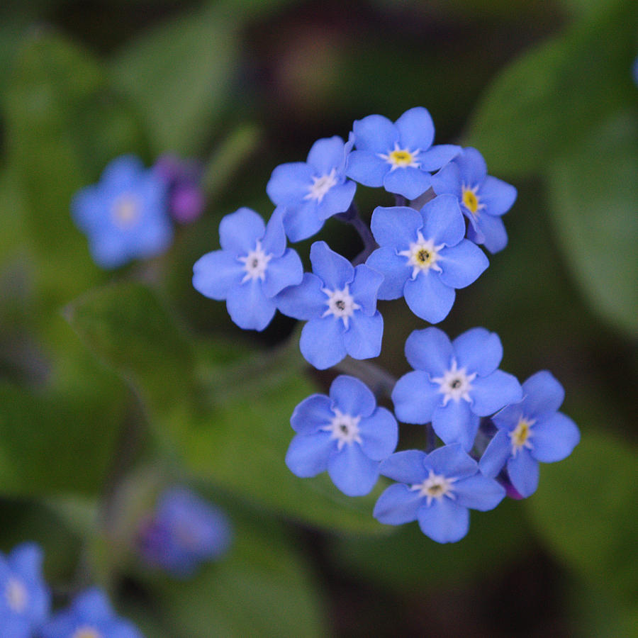 Flower Photograph - Forget Me Nots by Adrian Wale