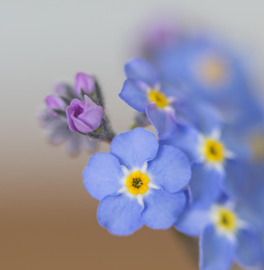 Flower Photograph - Forget Me Nots by Angie Vogel