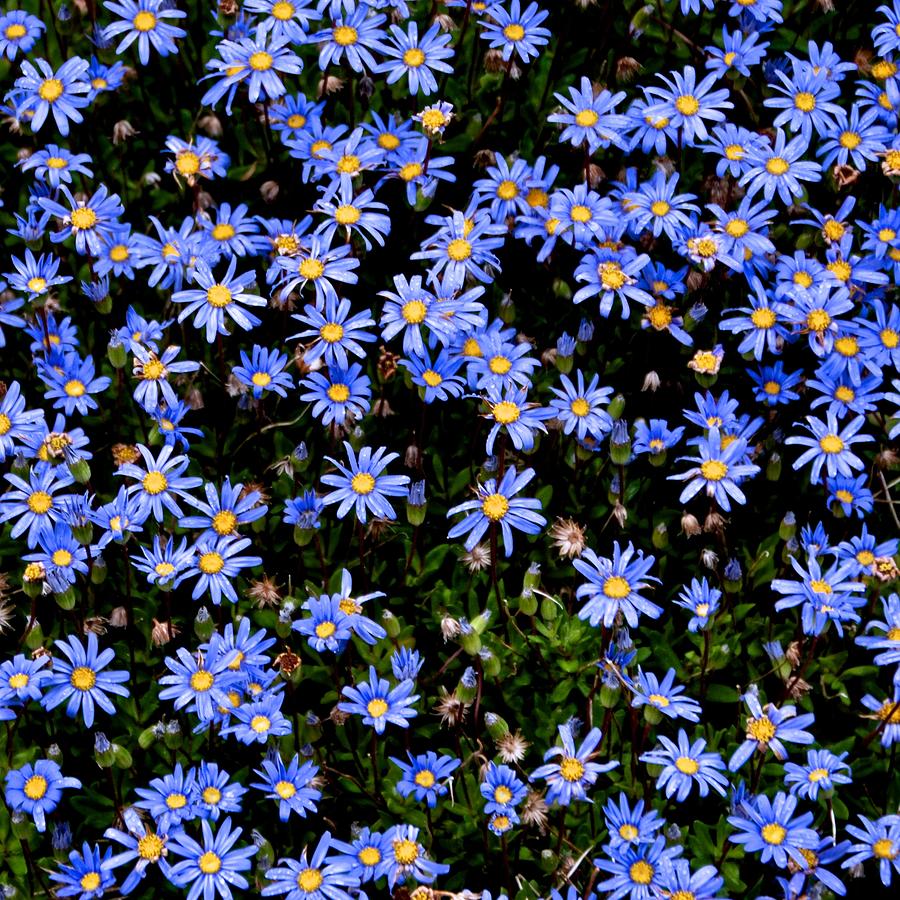Asters Photograph by Eric Tressler