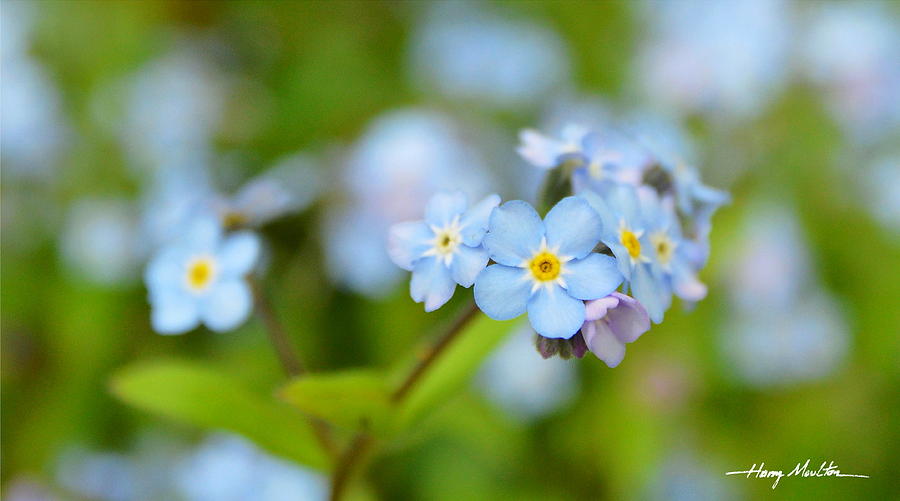 Forget-me-nots Photograph by Harry Moulton