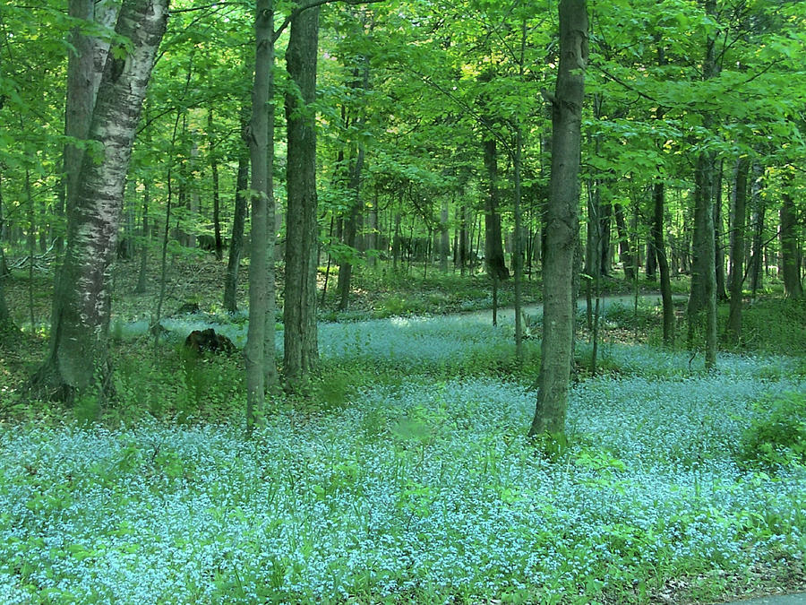 Forget-me-nots in Peninsula State Park Photograph by David T Wilkinson