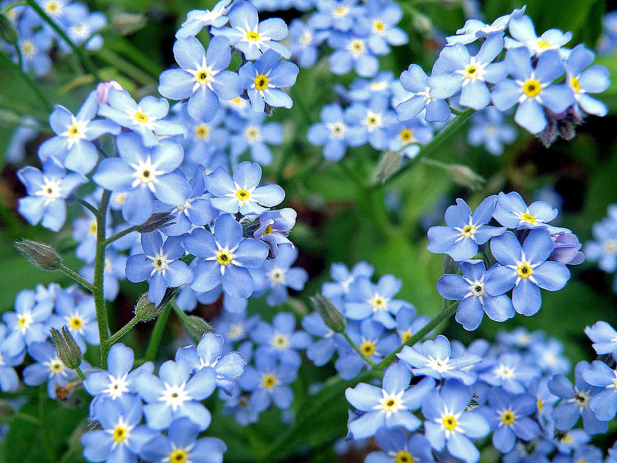 Flower Photograph - Forget-Me-Nots by Jean Hall
