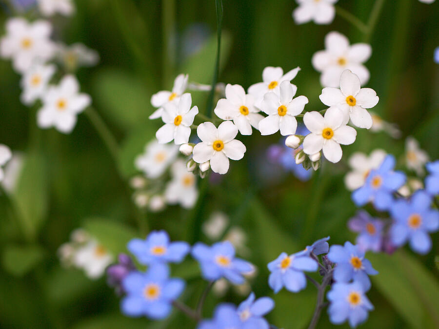 Forget Me Nots In White And Blue Photograph