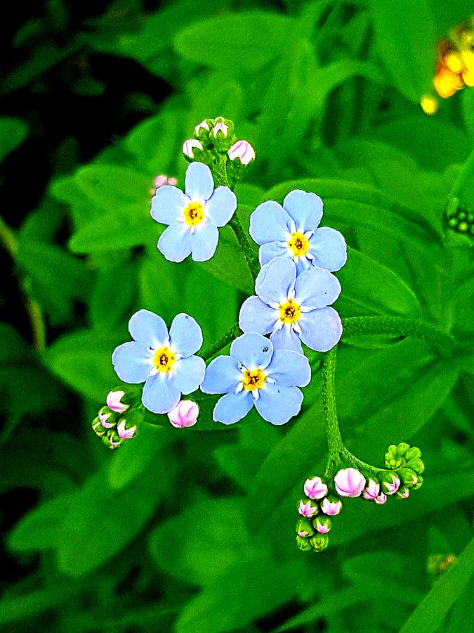 Forget Me Nots Photograph by Michael Graham