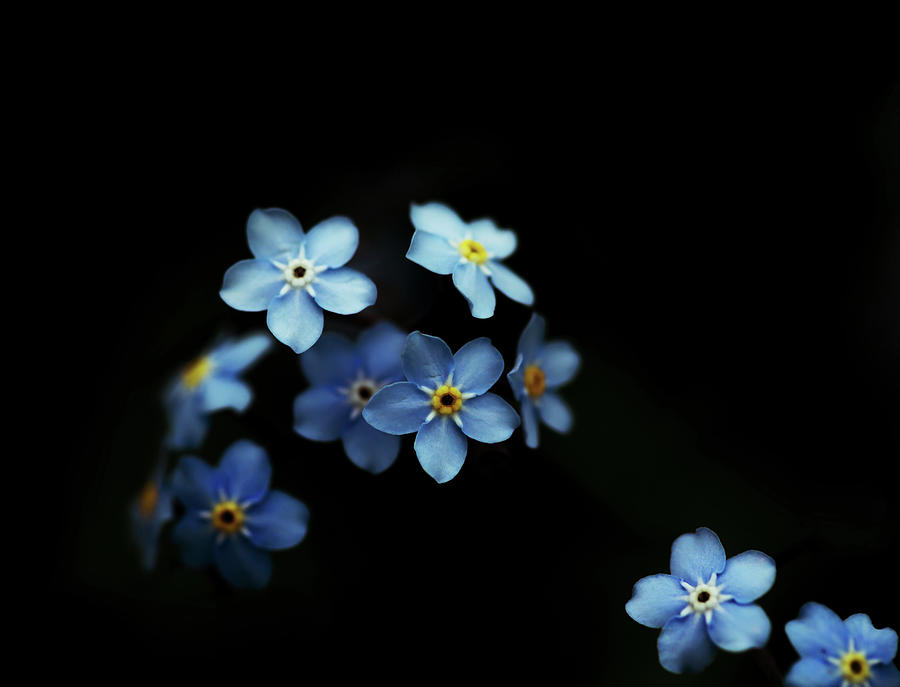 Forget Me Nots on Black Photograph by Brooke T Ryan