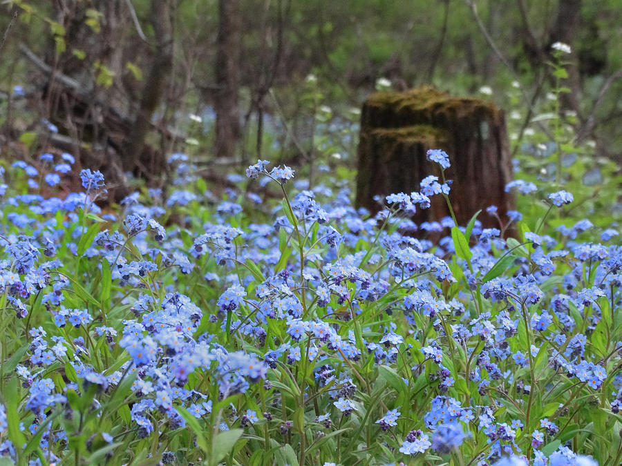 Forget-me-nots With Stump Photograph by David T Wilkinson