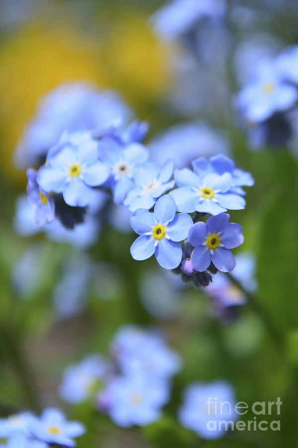 Forget-Me_Not Photograph by Forest Floor Photography