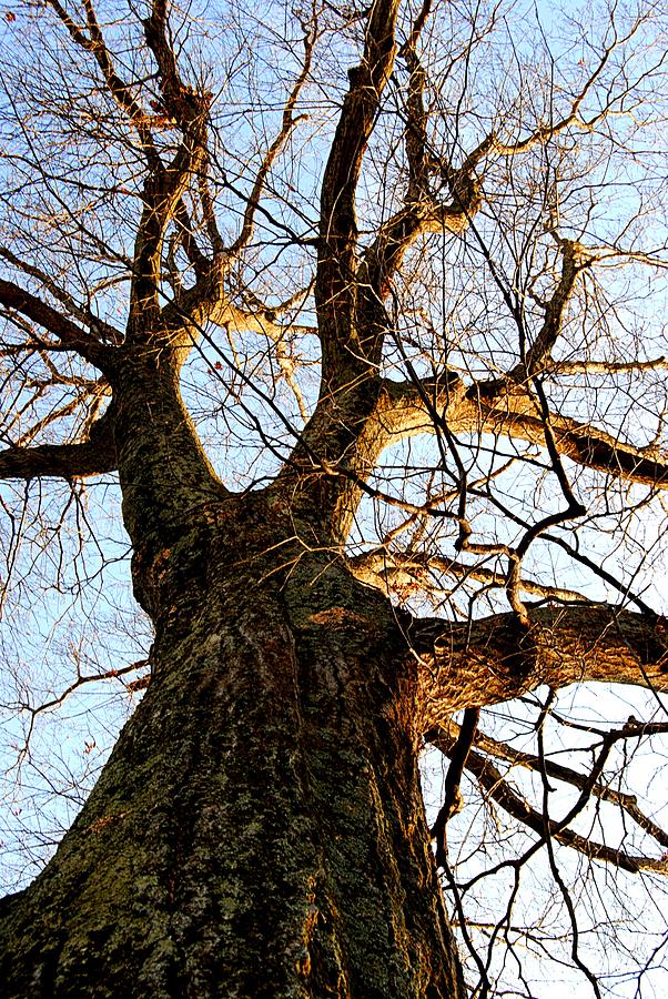 Tree Photograph - Forgiveness by Renae Sears