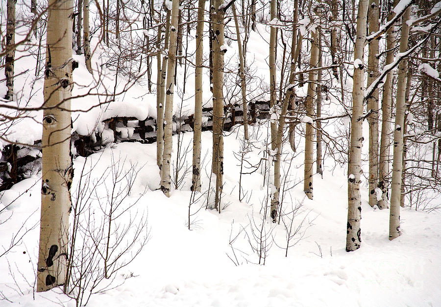 Aspen Photograph - Forgotten Fence by Mark Braun Aspen Photograph - Forgotten Fence by Mark Braun