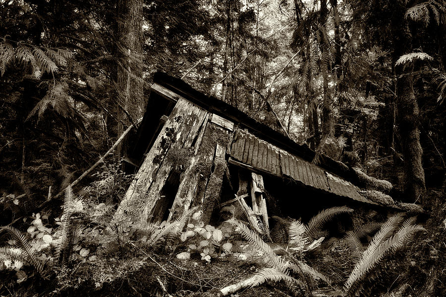 Building Photograph - Forgotten in the Woods by Inge Riis McDonald