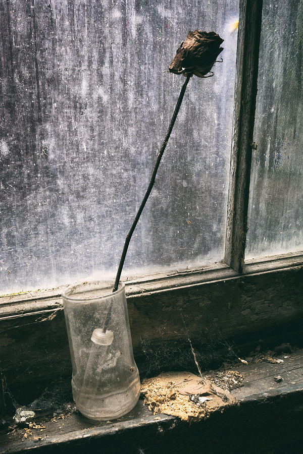 Forgotten Rose Photograph by Robert Fawcett