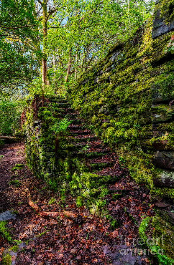 Fall Photograph - Forgotten Steps by Adrian Evans