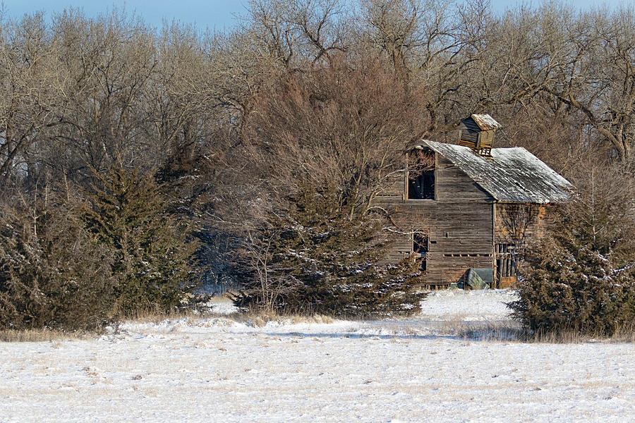 Forgotten Photograph by Susan Rissi Tregoning