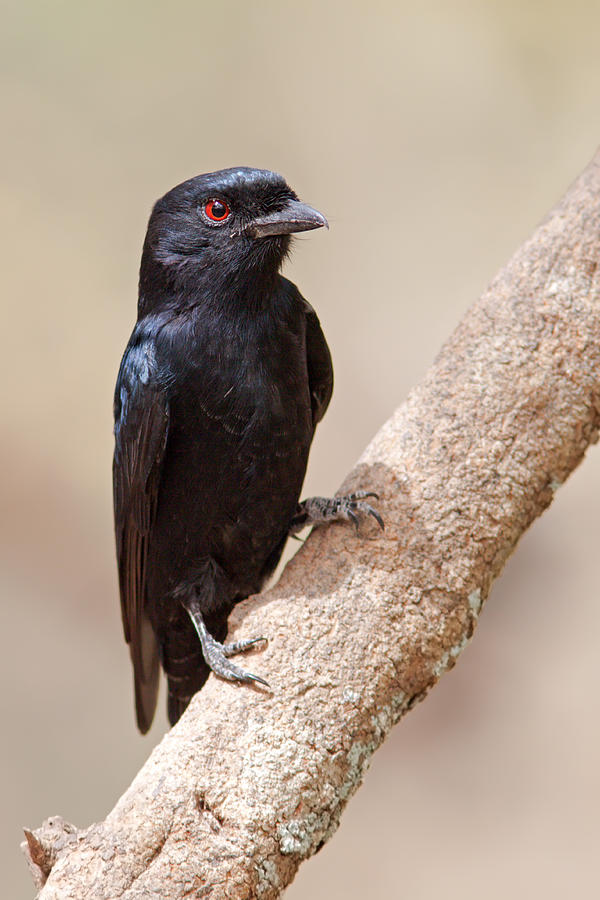 Fork-tailed Drongo Photograph by Aivar Mikko