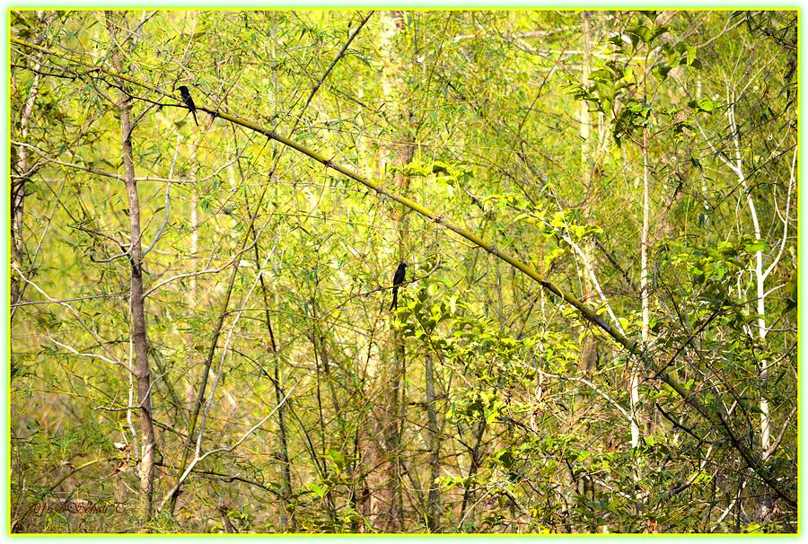 Fork Tailed drongo Photograph by Sonali Gangane