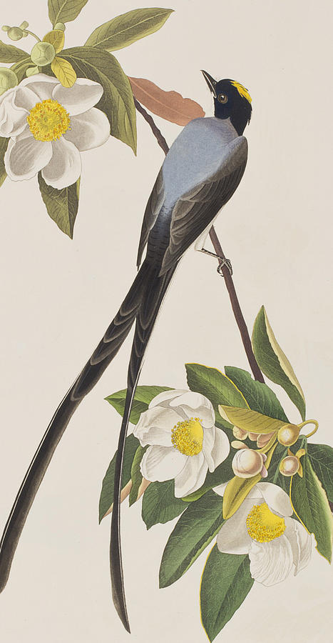 John James Audubon Painting - Fork-tailed Flycatcher  by John James Audubon