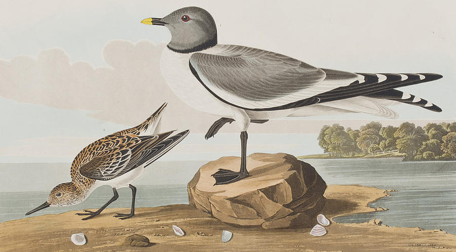 John James Audubon Painting - Fork-tailed Gull by John James Audubon