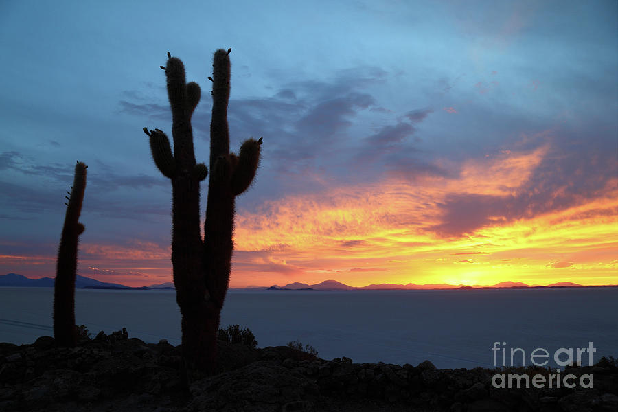 Forked Cactus at Sunset Salar de Uyuni Bolivia Photograph by James Brunker