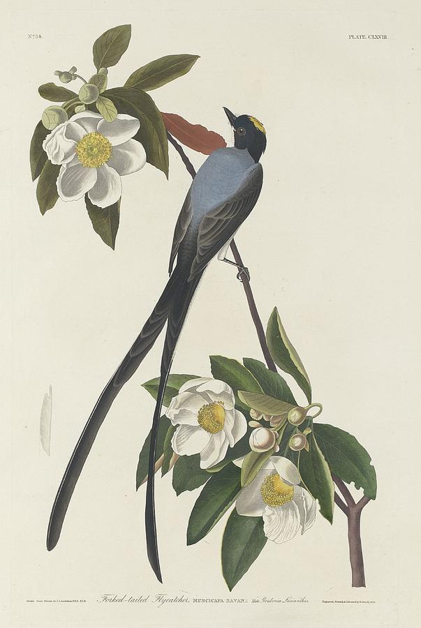 Forked-Tail Flycatcher Drawing by Dreyer Wildlife Print Collections 
