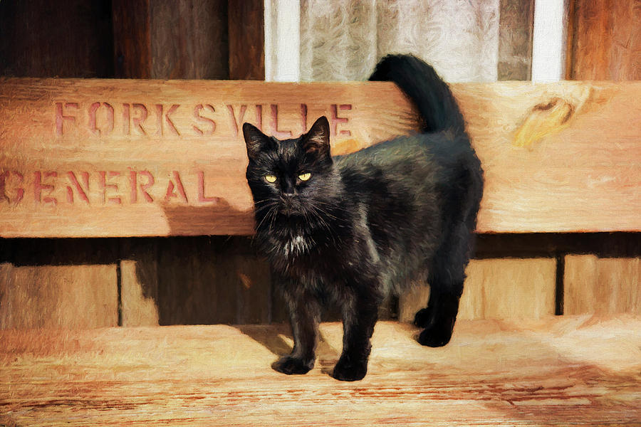 Forksville Cat Photograph